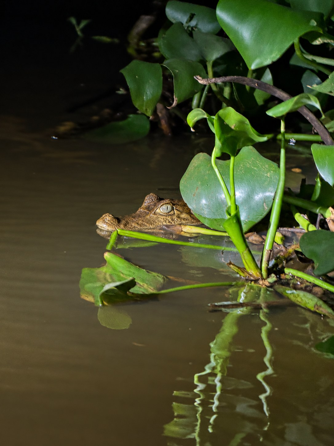 A caiman among river plants during a night boat trip on the Delta do Parnaíba