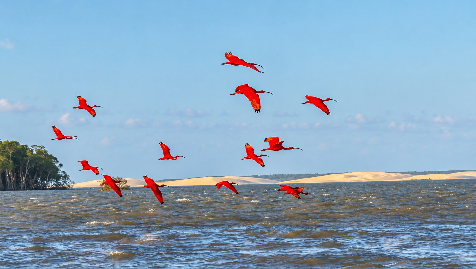 Scarlet ibis flying over the Delta do Parnaíba